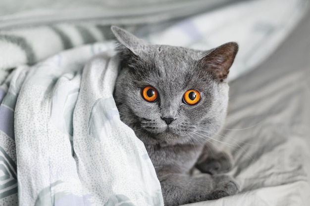 Nette graue Katze, die im Bett unter einer Decke liegt. Das flauschige Haustier hat sich bequem zum Schlafen niedergelassen.