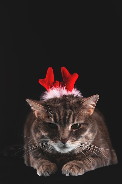 Nette graue Katze mit Rotwildgeweih auf dunklem Hintergrund Weihnachten und Neujahrskonzept mit Haustieren