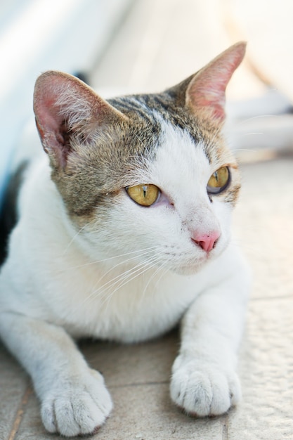 Nette graue und weiße Katze in thailändischem