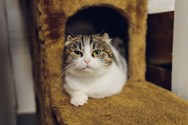 Nette graue weiße Katze in einem Haustierhaus.