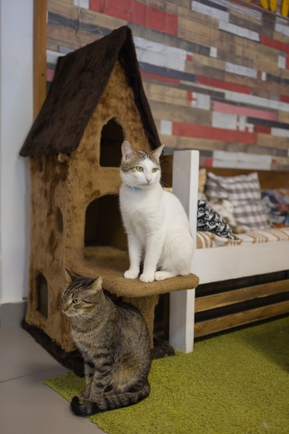 Nette graue weiße Katze in einem Haustierhaus