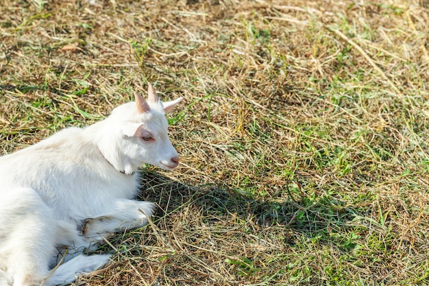 Nette junge Babyziege, die im Sommertag in Ranchfarm entspannt. Hausziegen, die auf der Weide weiden und kauen, auf dem Land. Ziege in der natürlichen Öko-Farm wächst, um Milch und Käse zu geben.