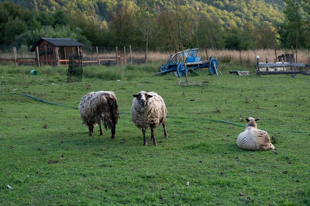 Nette junge Schafe, Lämmer in der Natur in der Slowakei. Bauernhof mit Schafen, mit schöner Wolle, Tieren