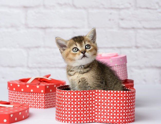 Nette Kätzchen schottische goldene Chinchilla gerade Rasse sitzt auf einem weißen Hintergrund und Kisten mit Geschenken, festlichem Hintergrund