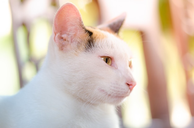 Nette Katze allein in der Abendzeit