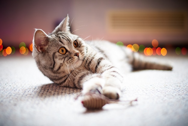 Nette Katze auf dem Boden auf einem unscharfen Hintergrund mit bokeh.