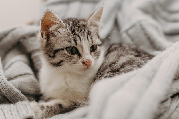 Nette Katze der schönen Nahaufnahme, stehend auf eine bequeme gemütliche warme Art still.