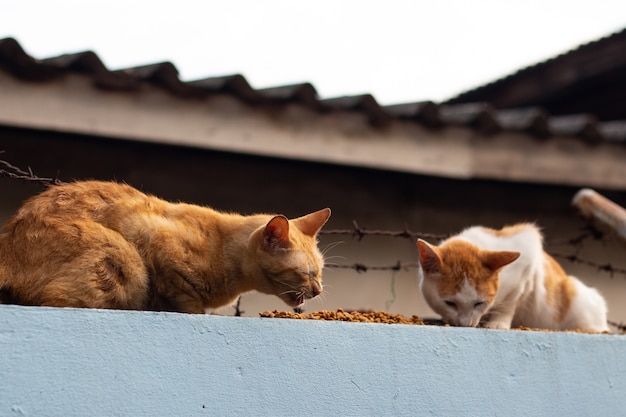 Nette Katze, die auf Boden auf Wand isst