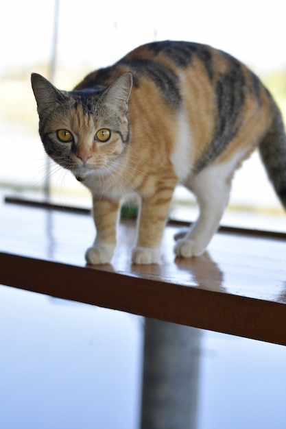 Nette Katze, die auf dem Balkon steht