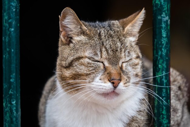 Nette Katze, die auf Fensterscheibe sitzt