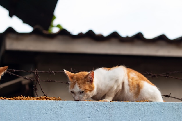 Nette Katze, die auf Fußboden auf Wand isst