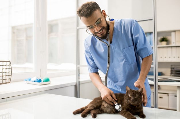 Nette Katze, die auf Tisch während der Untersuchung in der zeitgenössischen Tierklinik liegt