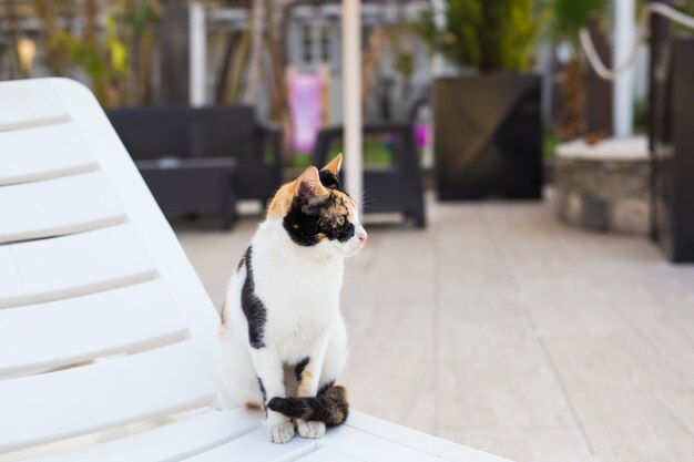 Nette Katze, die auf weißem Stuhl nahe Pool sitzt, sonnig