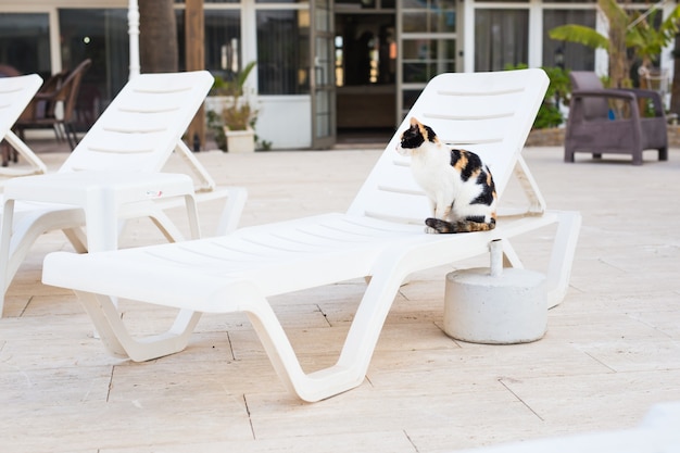Nette Katze, die auf weißem Stuhl nahe Pool sitzt, sonnig