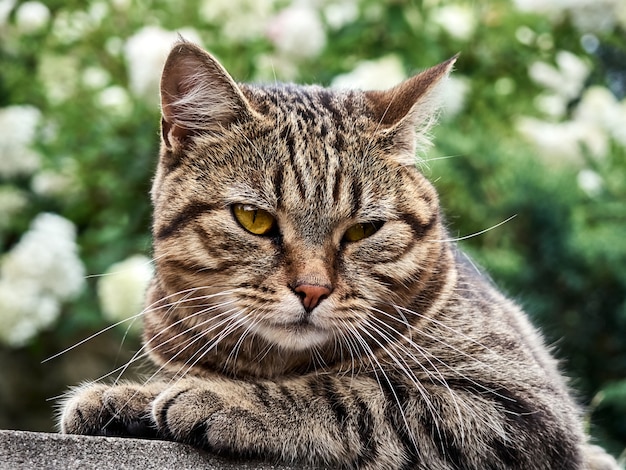 Nette Katze, die im Park schläft.