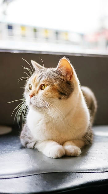 Nette Katze, die nahe einem Fenster sitzt