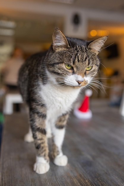 Nette Katze im Weihnachtsmann-Hut gegen unscharfe Weihnachtslichter.