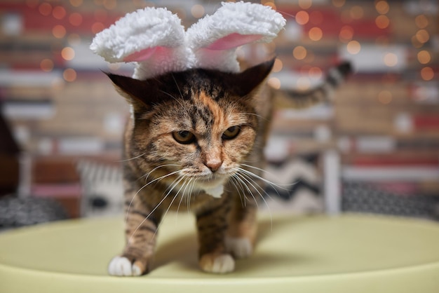 Nette Katze in Weihnachtsmannmütze gegen verschwommene Weihnachtsbeleuchtung