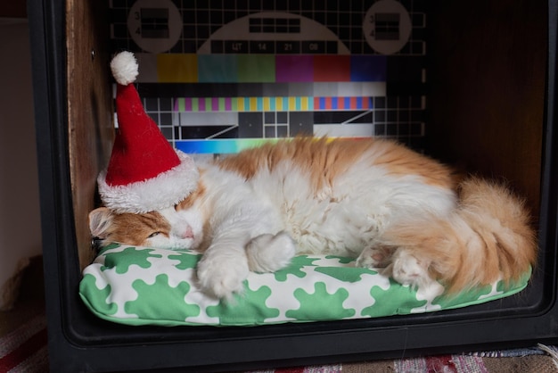 Nette Katze in Weihnachtsmannmütze gegen verschwommene Weihnachtsbeleuchtung