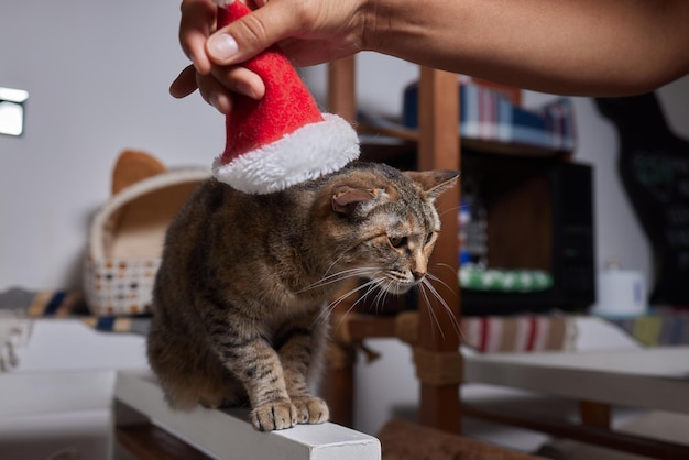 Nette Katze in Weihnachtsmannmütze gegen verschwommene Weihnachtsbeleuchtung