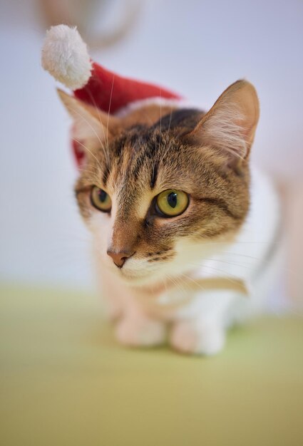 Nette Katze in Weihnachtsmannmütze gegen verschwommene Weihnachtsbeleuchtung