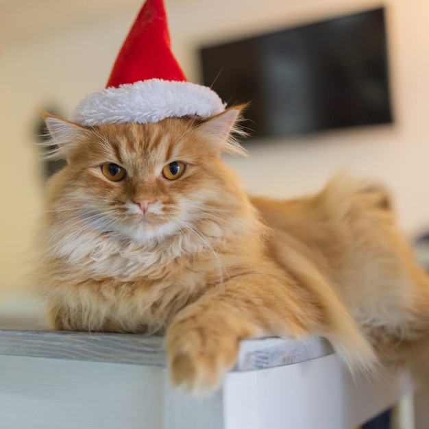 Nette Katze in Weihnachtsmannmütze gegen verschwommene Weihnachtsbeleuchtung