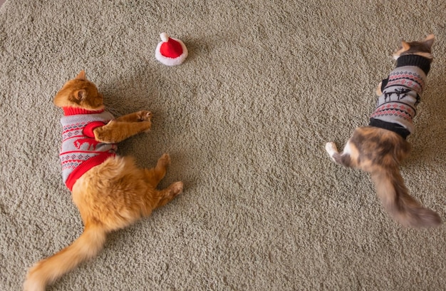 Nette Katze in Weihnachtsmannmütze gegen verschwommene Weihnachtsbeleuchtung