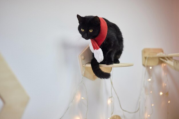 Nette Katze in Weihnachtsmannmütze gegen verschwommene Weihnachtsbeleuchtung