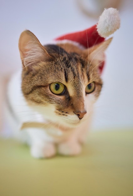 Nette Katze in Weihnachtsmannmütze gegen verschwommene Weihnachtsbeleuchtung