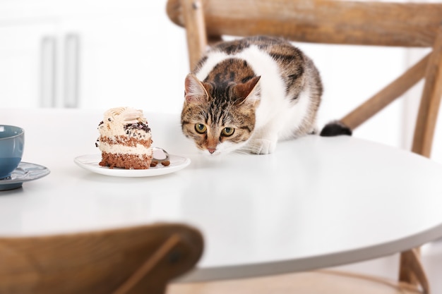 Nette Katze mit Stück Kuchen auf Küchentisch zu Hause