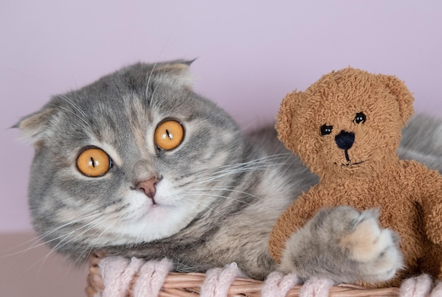 Nette Katze mit Teddybär