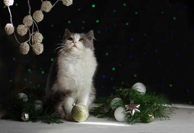 Nette Katze mit Weihnachtsspielzeug und Girlanden.