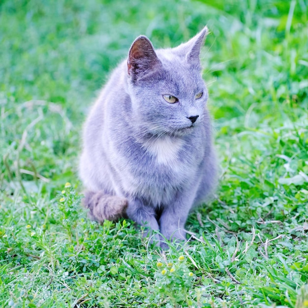 Nette Katze sitzt auf grünem Gras und schaut weg.