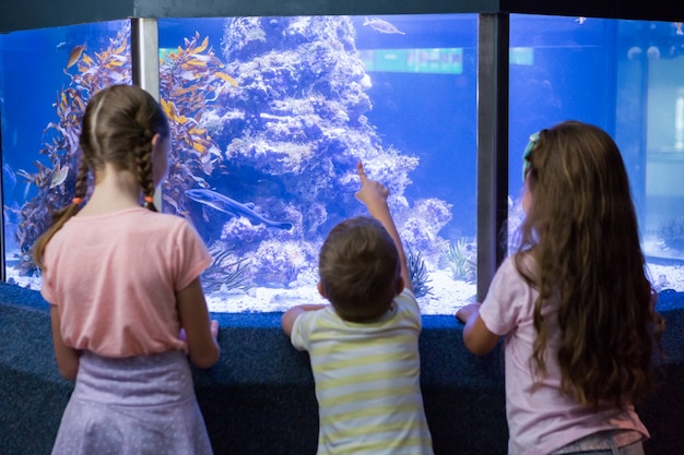 Nette Kinder, die Aquarium betrachten