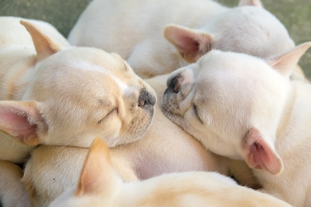 Nette kleine französische Bulldogge, die zusammen, Nahaufnahme schläft.