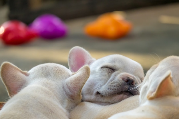 Nette kleine französische Bulldogge, die zusammen, Nahaufnahme schläft.