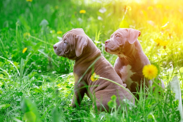 Nette kleine Hunde, die unter gelben Blumen im grünen Gras im Park sitzen. Draußen. Hintergrund.