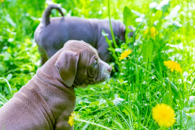 Nette kleine Hunde, die unter gelben Blumen im grünen Gras im Park sitzen. Draußen.