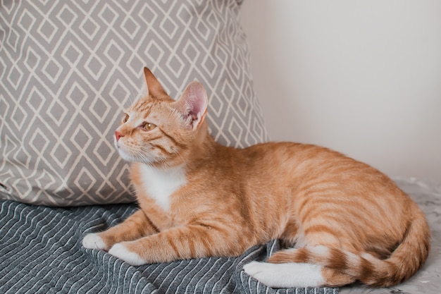 Nette kleine Ingwerkatze, die zu Hause in graue Decke legt