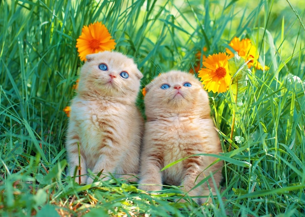 Nette kleine Kätzchen, die in der Blumenwiese sitzen