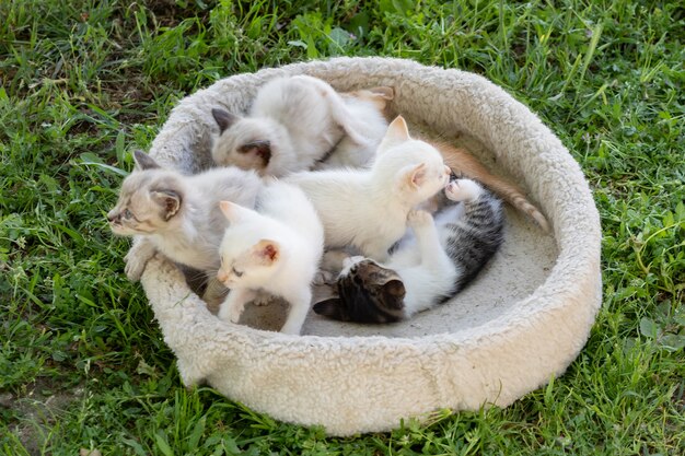 Nette kleine Kätzchen in ihrem Bett auf dem Gras