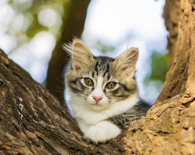 Nette kleine Katze auf dem Baum.