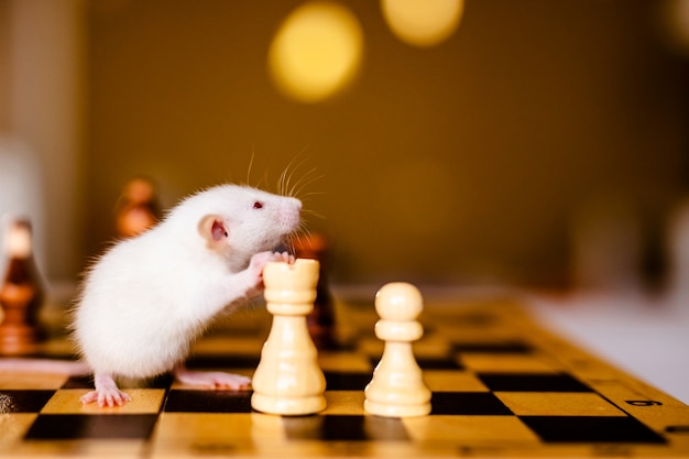 Nette kleine weiße Ratte mit den großen Ohren, die auf dem Schachbrett stationieren