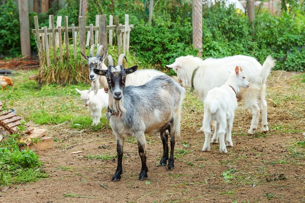 Nette Kükenziege, die im Sommertag in Ranchfarm entspannt. Hausziegen, die auf der Weide weiden und kauen, auf dem Land. Ziege in der natürlichen Öko-Farm wächst, um Milch und Käse zu geben.