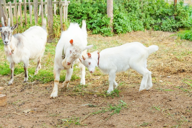 Nette Kükenziege, die im Sommertag in Ranchfarm entspannt. Hausziegen, die auf der Weide weiden und kauen. Ziege in der natürlichen Öko-Farm wächst, um Milch und Käse zu geben.