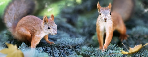 Nette lustige Eichhörnchen im Nadelwald Wilde Natur Herbst- und SommerhintergrundxDBanner-Format