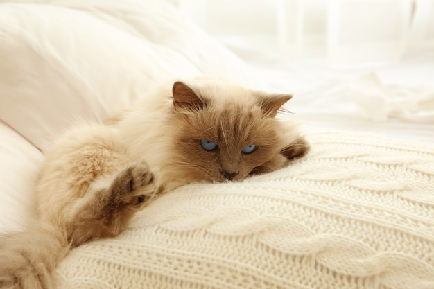 Nette lustige Katze, die auf Bett zu Hause liegt