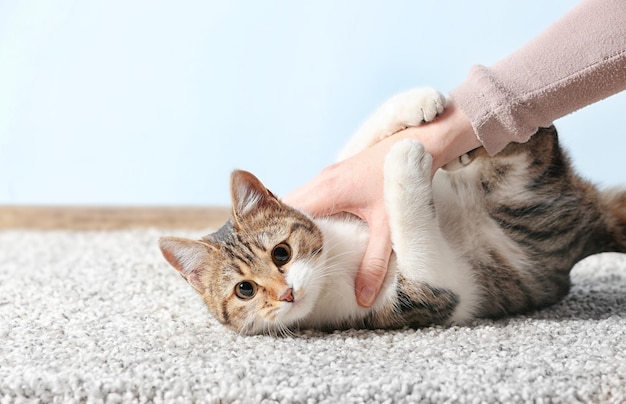 Nette lustige Katze, die mit dem Besitzer spielt, während sie zu Hause auf dem Teppich liegt