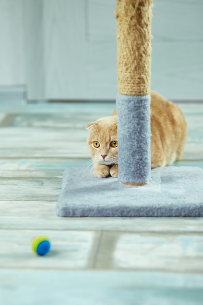 Nette lustige Katze, die sich zu Hause im Zimmer auf einem Baum hinlegt und auf den Ball schaut