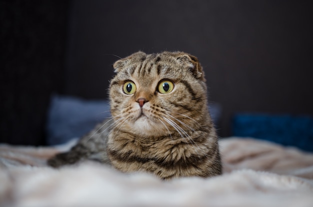 Nette lustige Katze, die zu Hause auf Bett liegt. Scottish Fold Cat